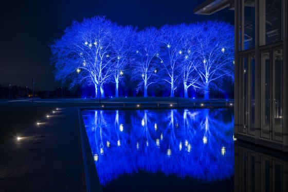 A grove of tall London plane-tree uplight in blue lights. 